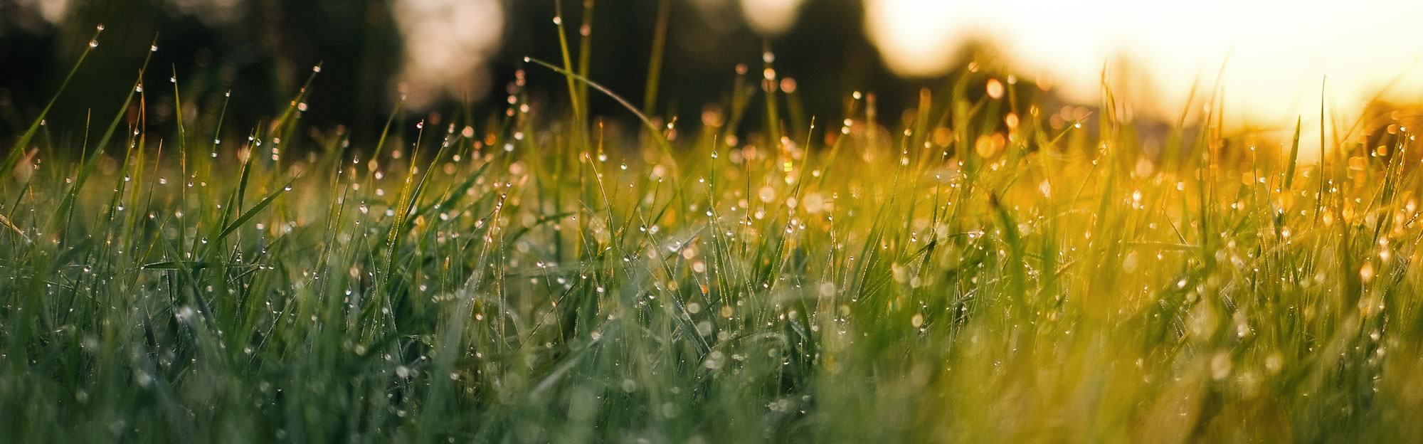 Sonnenlicht auf taufrischem Gras als Sinnbild für gemeinsames Wachstum